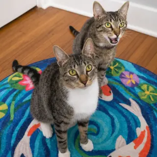 Calysto & Gabriele (bonded pair)