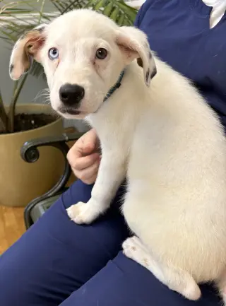 Oliver