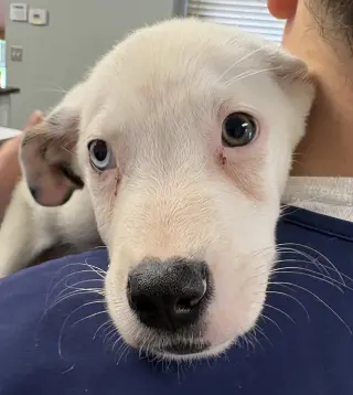Oliver