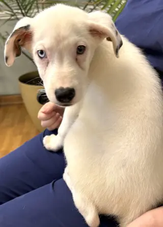 Oliver