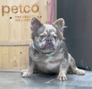 Violet