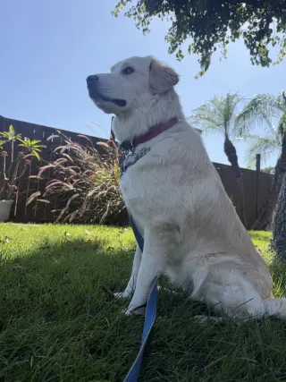 Kaya