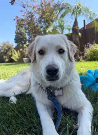 Kaya