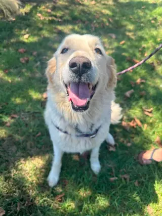 Maya