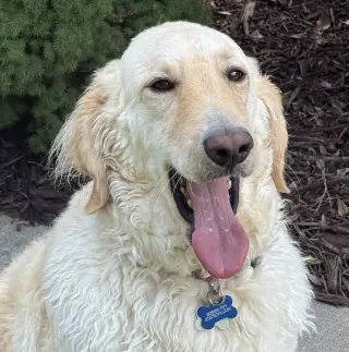 Biscuit