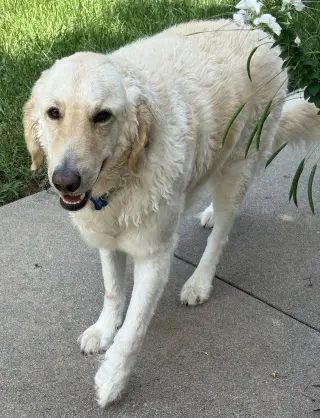 Biscuit