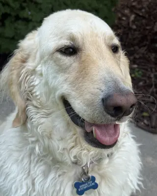 Biscuit