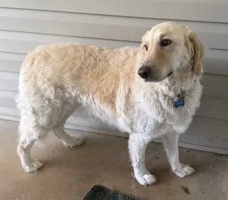 Biscuit