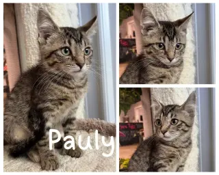 Pauly- polydactyl