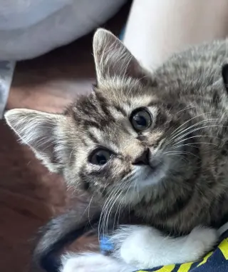 Pauly- polydactyl