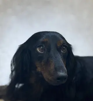 Bobby