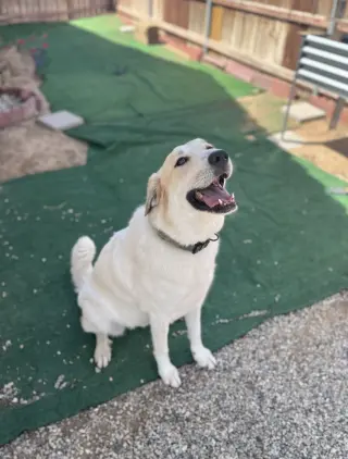 Jenny