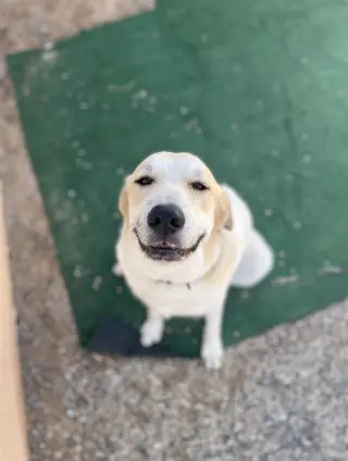 Jenny