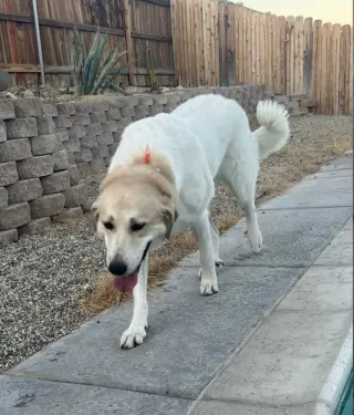 Jenny