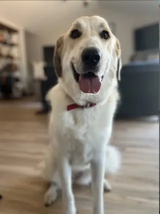 Jenny