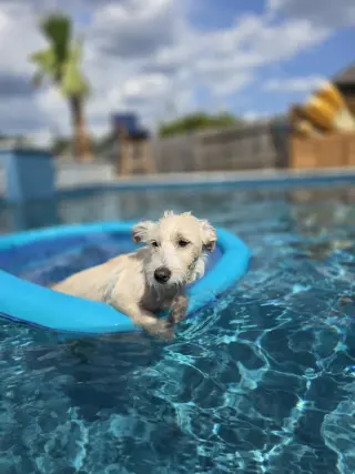 Butter
