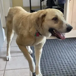 Winnie