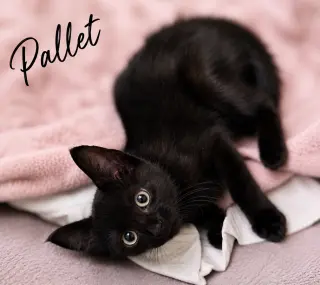 Pallet, Willow Grove Area, (FCID 07/21/26-101) DC
