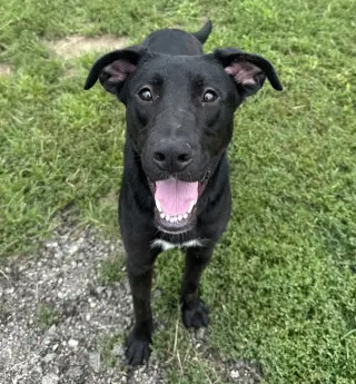 Marlo