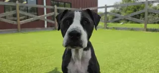 Peppercorn