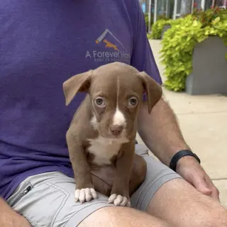Five Boxers Hazel