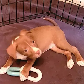 Five Boxers Hazel