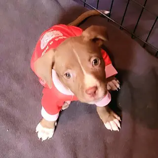 Five Boxers Hazel