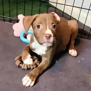 Five Boxers Hazel