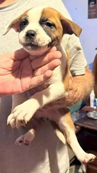 Five Boxers Annabeth