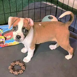 Five Boxers Annabeth