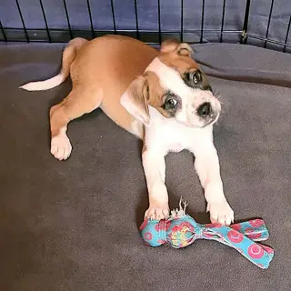 Five Boxers Annabeth
