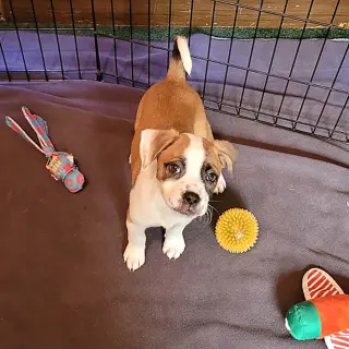 Five Boxers Annabeth