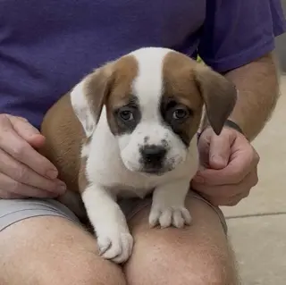 Five Boxers Annabeth