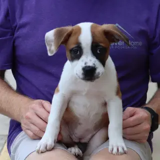 Five Boxers Annabeth