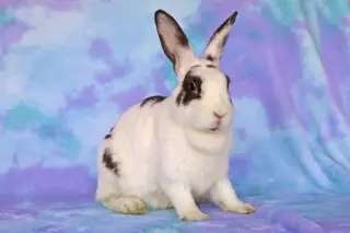 Elinor