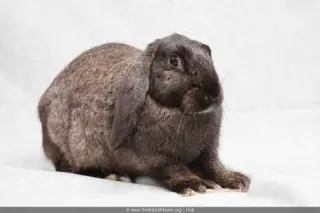Anthony (part of a bonded pair)