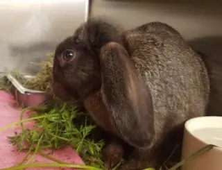 Anthony (part of a bonded pair)