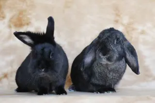 Lil Bunky and Anthony (bonded pair)
