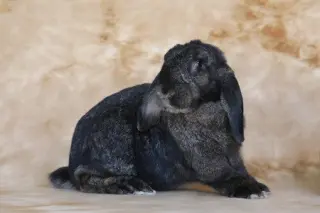 Lil Bunky and Anthony (bonded pair)