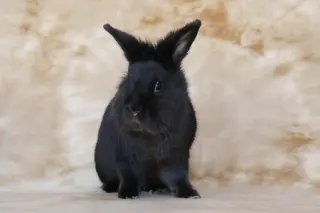 Lil Bunky and Anthony (bonded pair)