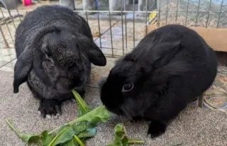 Lil Bunky and Anthony (bonded pair)