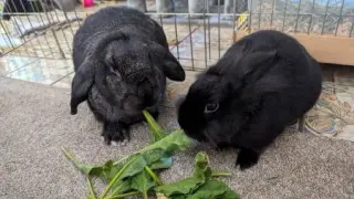 Lil Bunky (part of a bonded pair)