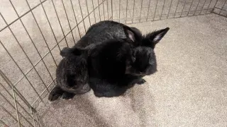 Lil Bunky (part of a bonded pair)