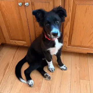 Rowdy