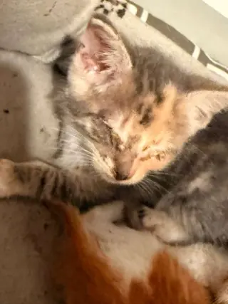 Monroe
