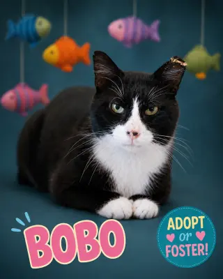 Bobo (FCID# 08/10/2026 - 31 Trainer)