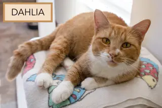 Dahlia (FCID# 08/05/2026 - 47 Trainer)