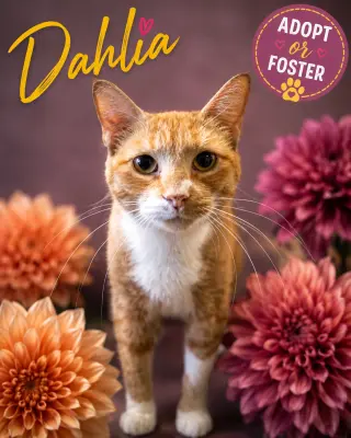 Dahlia (FCID# 08/05/2026 - 47 Trainer)