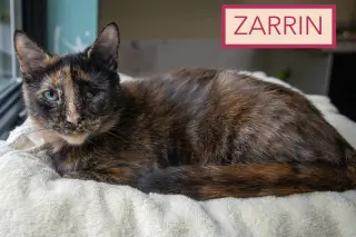 Zarrin (FCID# 08/04/2026 - 32 Brandywine PS)