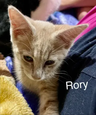 Rory
